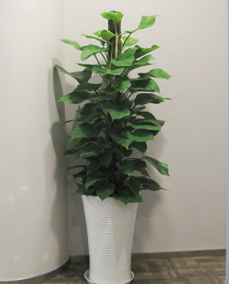 �����̻�����ֲ��